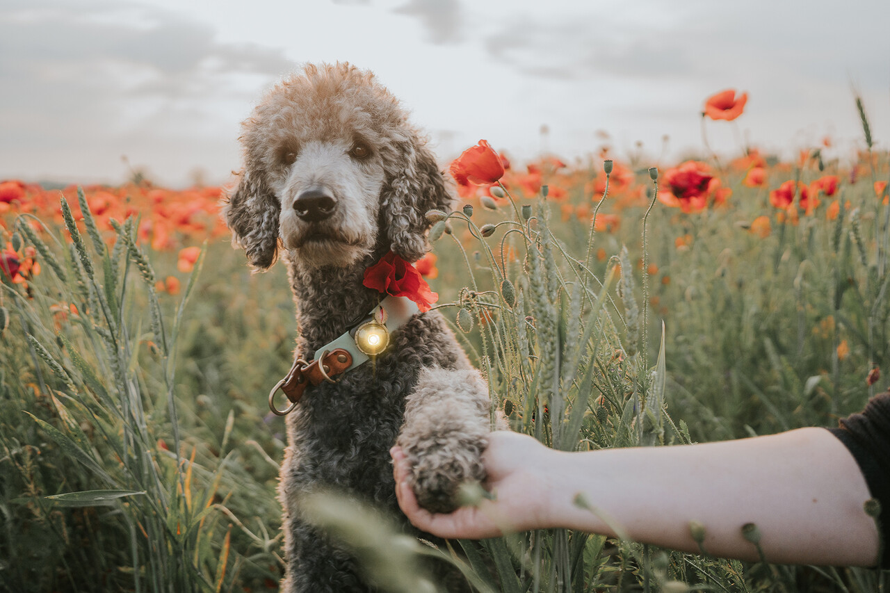 Orbiloc Orbiloc Dog Dual LED lampje