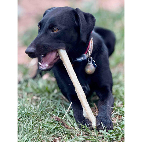 Sodapup Sodapup Nylon Chew Stick