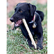 Sodapup Sodapup Nylon Chew Stick Sodapup Sodapup Nylon Chew Stick