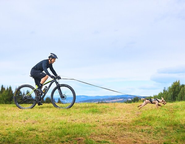 Non Stop Dogwear Non Stop Dogwear Touring Bungee Leash Non Stop Dogwear Non Stop Dogwear Touring Bungee Leash