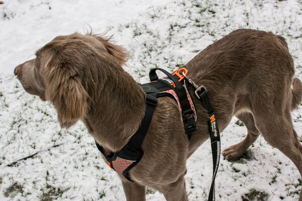 Non Stop Dogwear Non Stop Dogwear Strong Leash Non Stop Dogwear Non Stop Dogwear Strong Leash