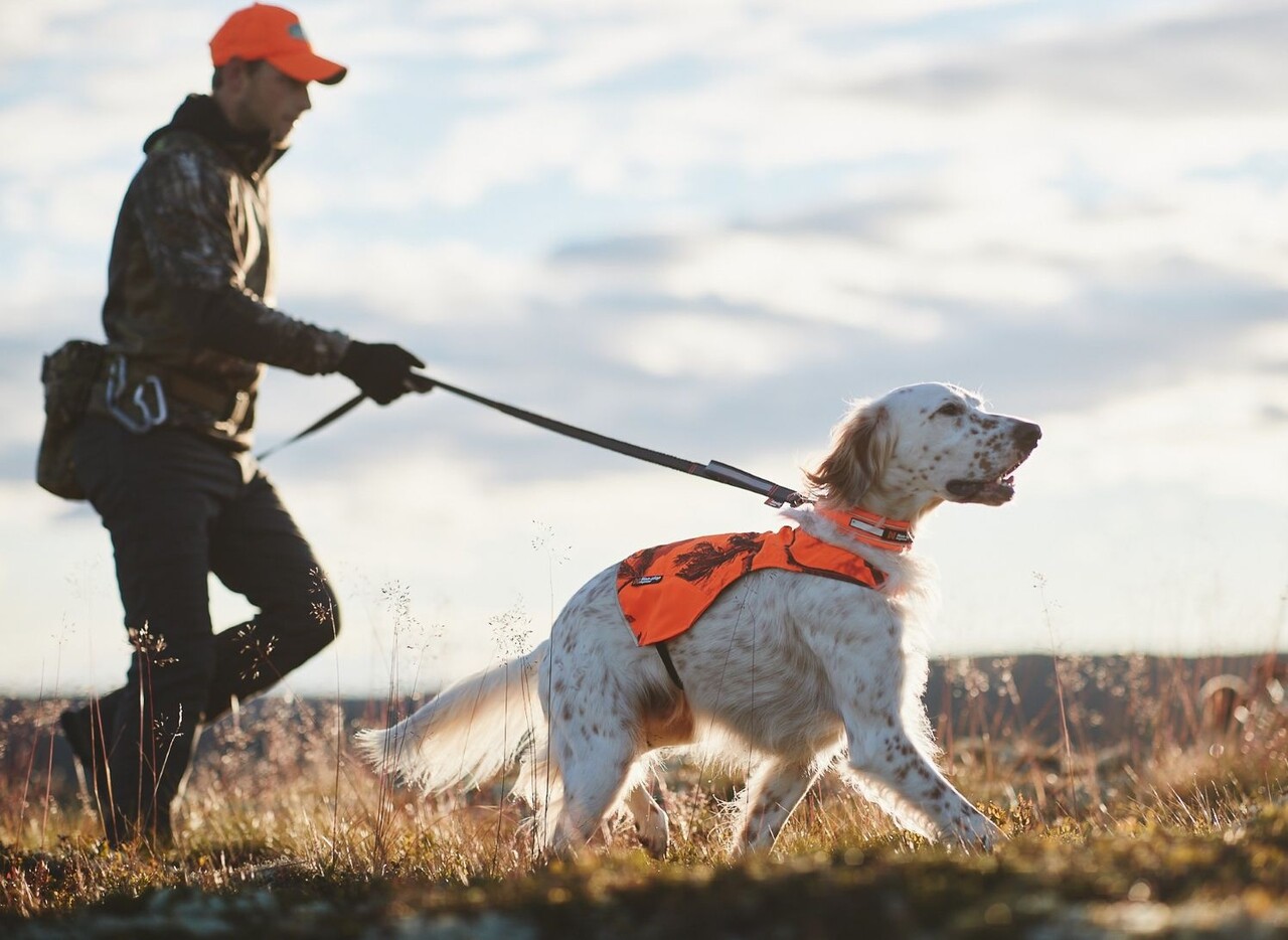 Non Stop Dogwear Non Stop Dogwear Touring Bungee Adjustable Non Stop Dogwear Non Stop Dogwear Touring Bungee Adjustable