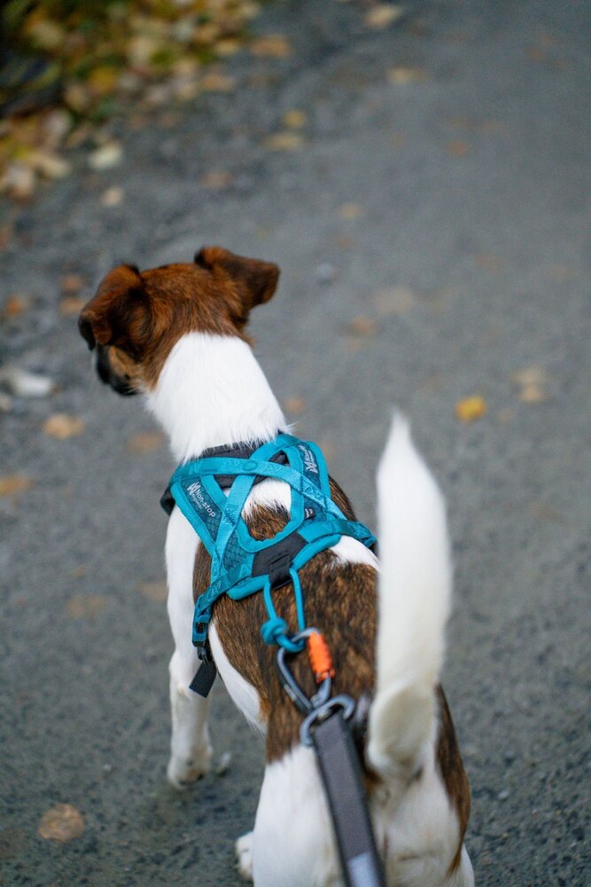 Non Stop Dogwear Non Stop Dogwear Rush Harness Non Stop Dogwear Non Stop Dogwear Rush Harness