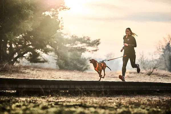 Non Stop Dogwear Non Stop Dogwear Freemotion Harness 5.0