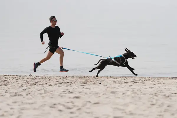 Non Stop Dogwear Non Stop Dogwear Freemotion Harness 5.0