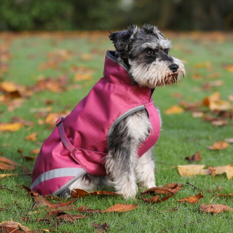 Bucas Bucas Hondenjas Rasberry 150 gr Bucas Bucas Hondenjas Rasberry 150 gr