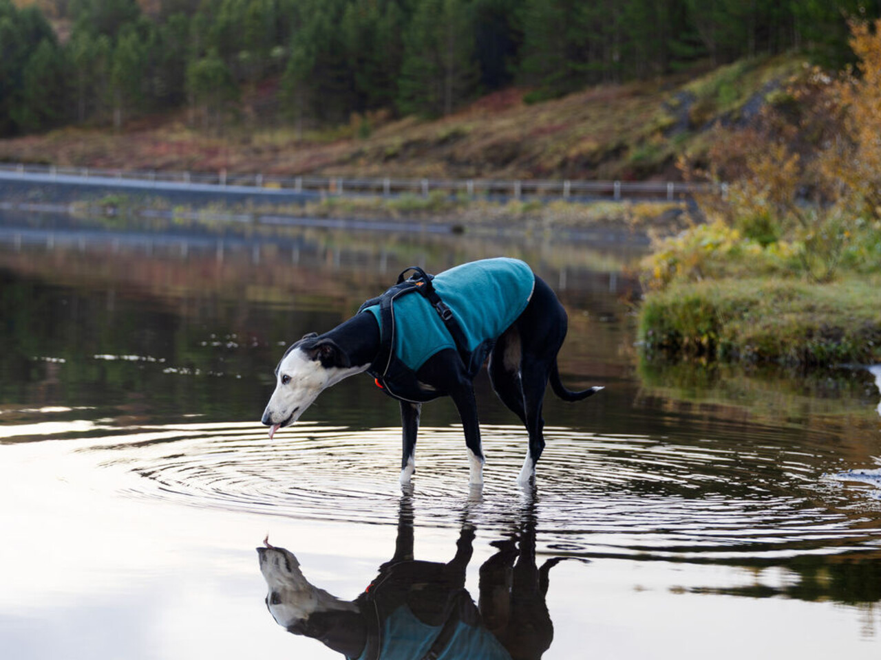 Non Stop Dogwear Non Stop Dogwear Trail Quest Fleece Pullover