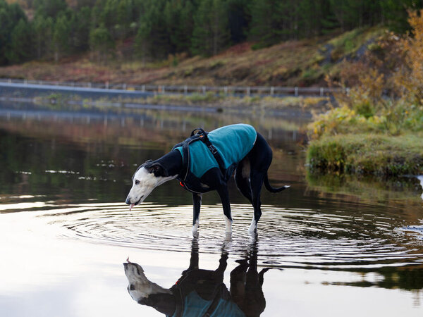 Non Stop Dogwear Non Stop Dogwear Trail Quest Fleece Pullover