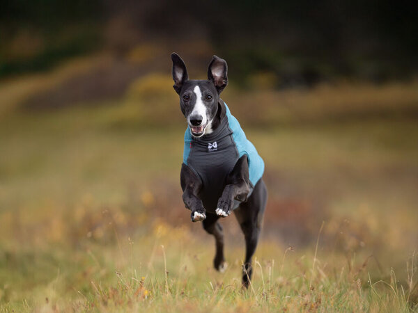 Non Stop Dogwear Non Stop Dogwear Trail Quest Fleece Pullover