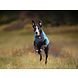 Non Stop Dogwear Non Stop Dogwear Trail Quest Fleece Pullover Non Stop Dogwear Non Stop Dogwear Trail Quest Fleece Pullover