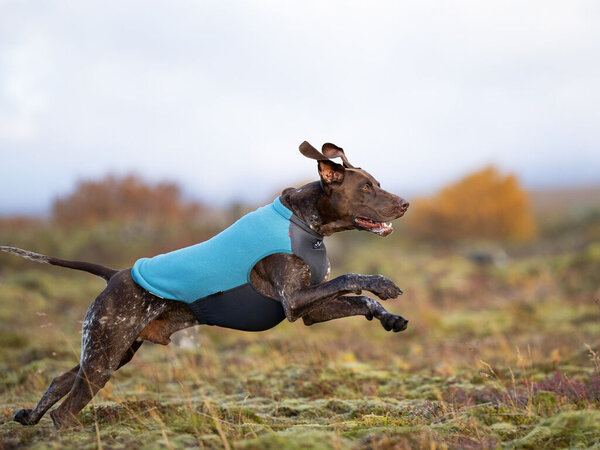 Non Stop Dogwear Non Stop Dogwear Trail Quest Fleece Pullover