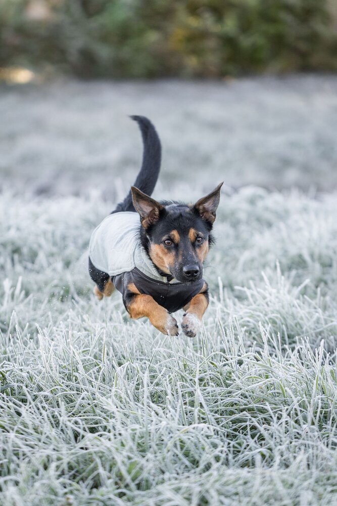 Pomppa JumppaPomppa Hondentrui Usnea Limited Edition