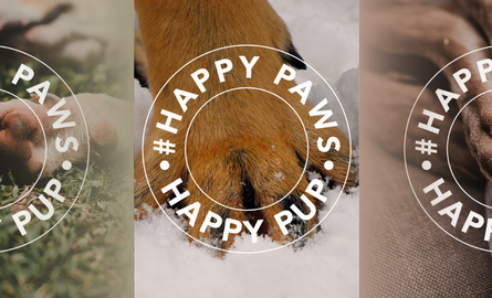 Pootverzorging voor de hond