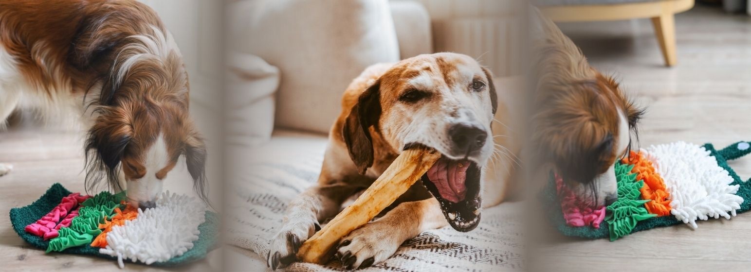 Binnenactiviteiten voor je hond