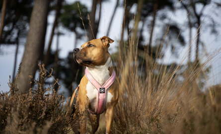 Is het hondentuig niet te zwaar voor mijn hond?