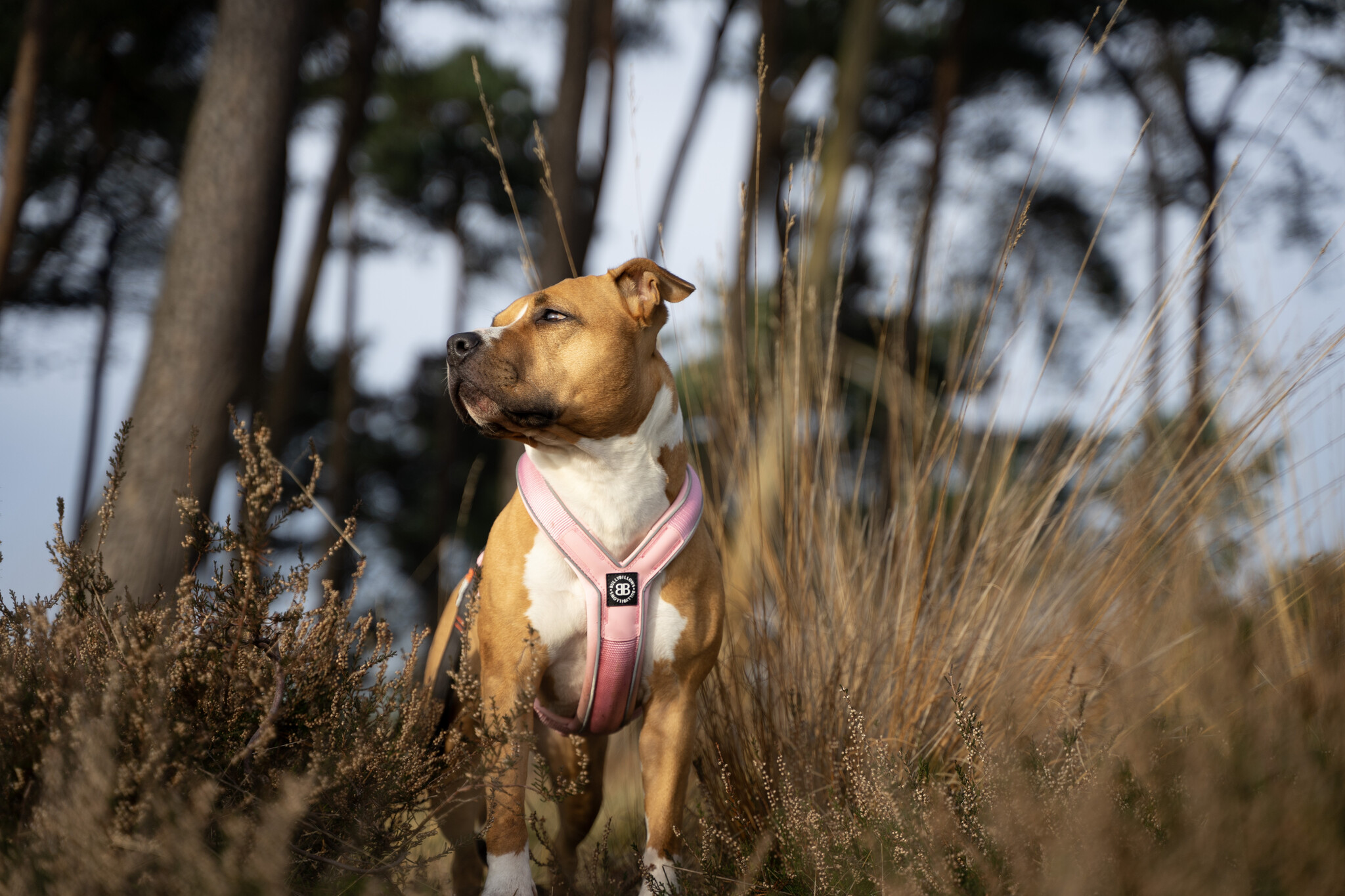Is het hondentuig niet te zwaar voor mijn hond?