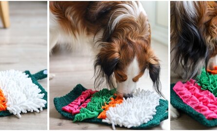 Binnenactiviteiten voor je hond