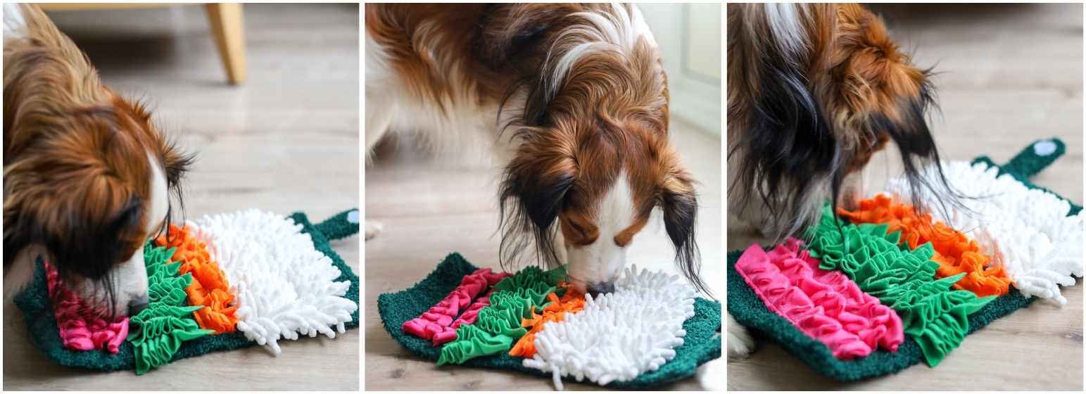 Binnenactiviteiten voor je hond