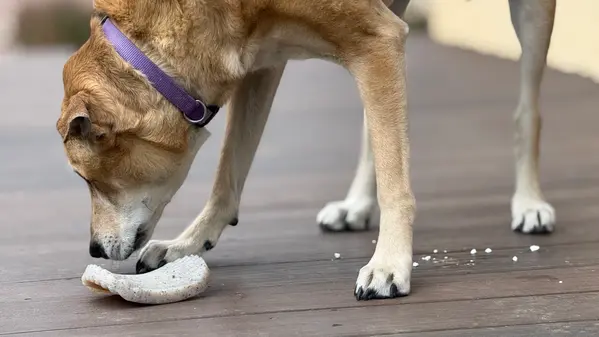 Sodapup Sodapup Nylon Potato Chip Chew Toy