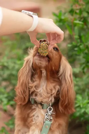 Cooka's Cookies Cooka's Cookies 2 Eggs in a Basket