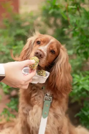 Cooka's Cookies Cooka's Cookies 2 Eggs in a Basket