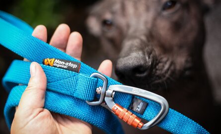 Hond trekt aan de riem? De beste hondenriemen voor sterke trekkers