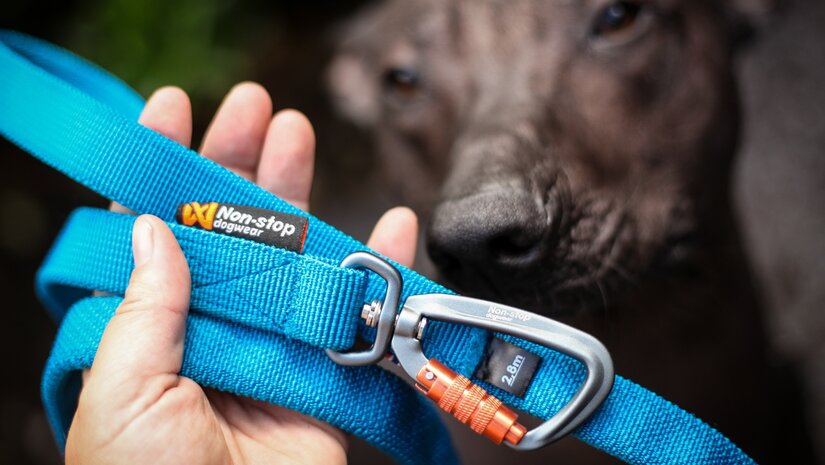 Hond trekt aan de riem? De beste hondenriemen voor sterke trekkers