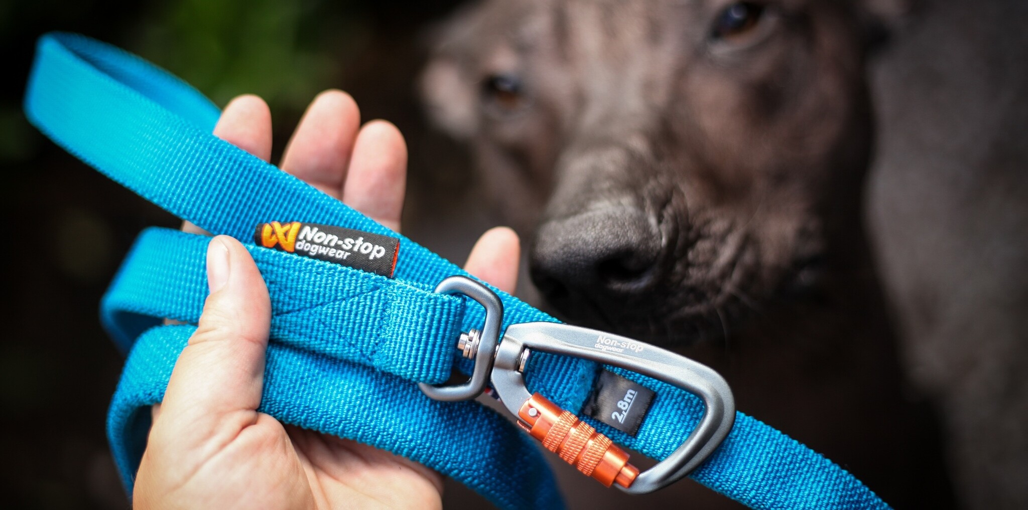 Hond trekt aan de riem? De beste hondenriemen voor sterke trekkers