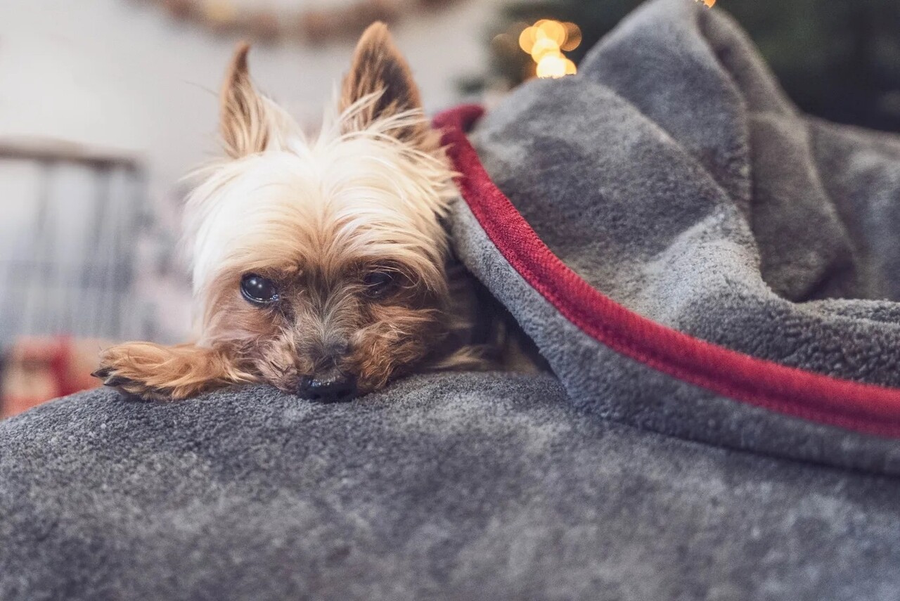 Trendpet Trendpet Droogdeken Ruby