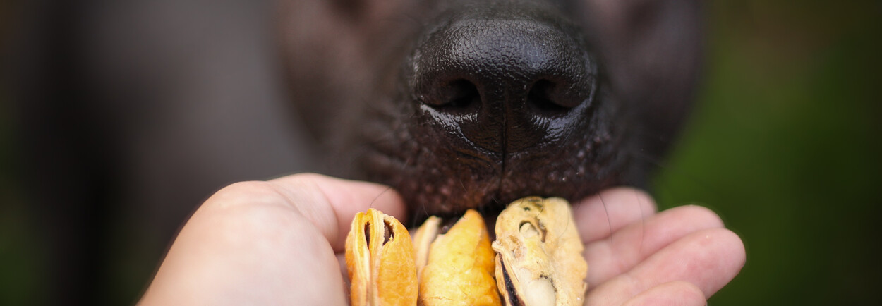 Vis voor honden: snacks, voeding en supplementen