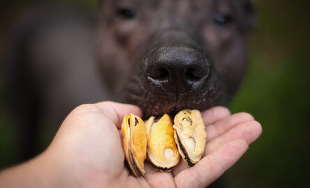 Vis voor honden: snacks, voeding en supplementen