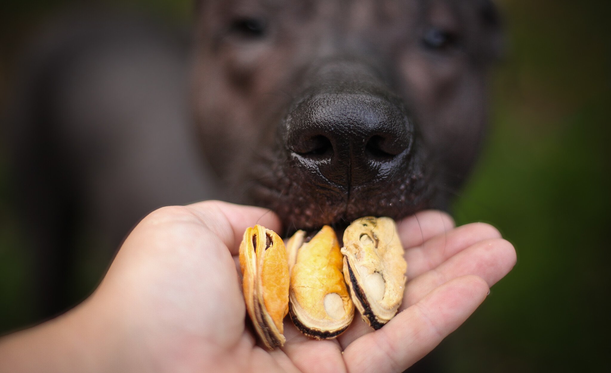 Vis voor honden: snacks, voeding en supplementen