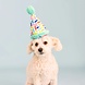 Petshop by Fringe studio Fringe Cheers For a Barkday