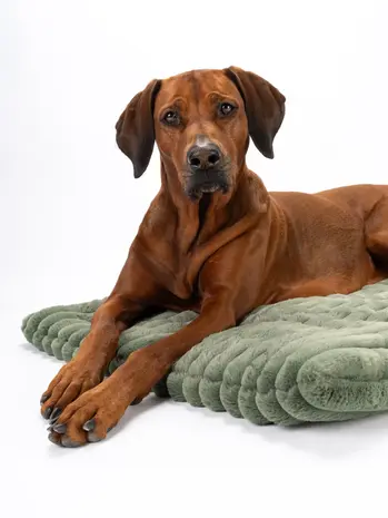 Trendpet Trendpet Hondenmat Mora