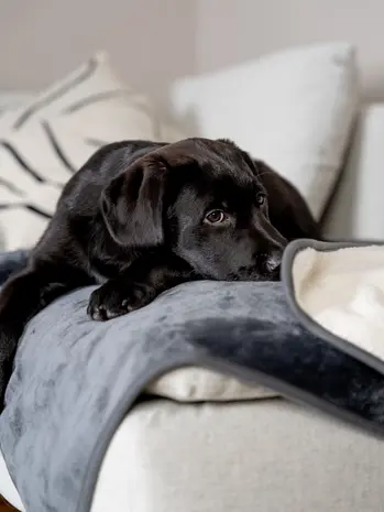 Trendpet Trendpet Waterdichte Hondendeken Pearl Trendpet Trendpet Waterdichte Hondendeken Pearl