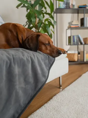 Trendpet Trendpet Waterdichte Hondendeken Pearl Trendpet Trendpet Waterdichte Hondendeken Pearl