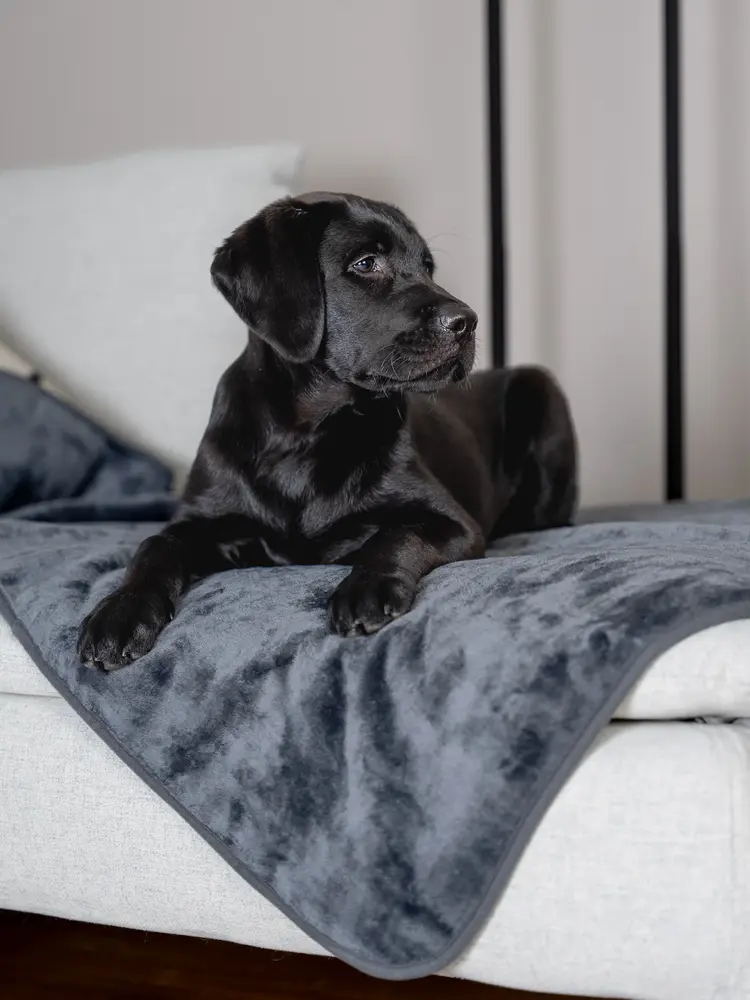 Trendpet Trendpet Waterdichte Hondendeken Pearl Trendpet Trendpet Waterdichte Hondendeken Pearl