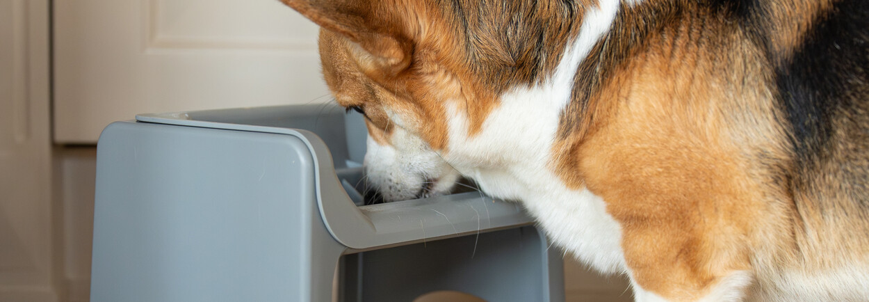 Verhoogde voerbak hond