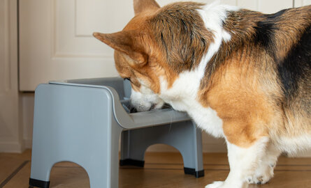 Verhoogde voerbak hond, ontdek de FluffTrough 