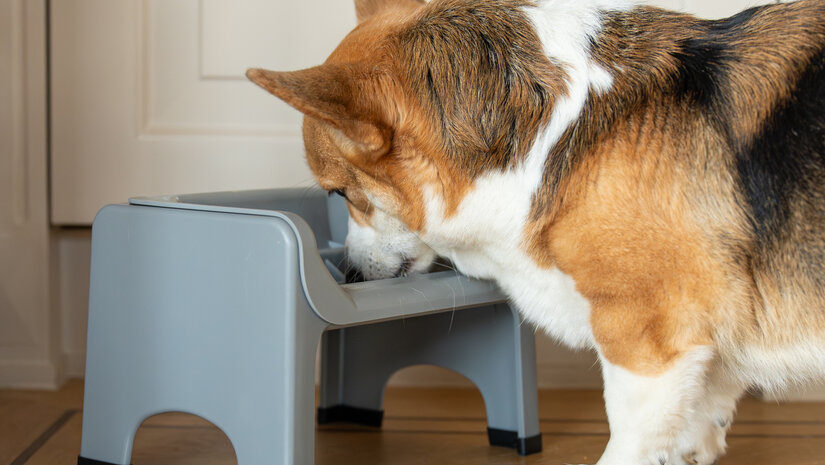 Verhoogde voerbak hond