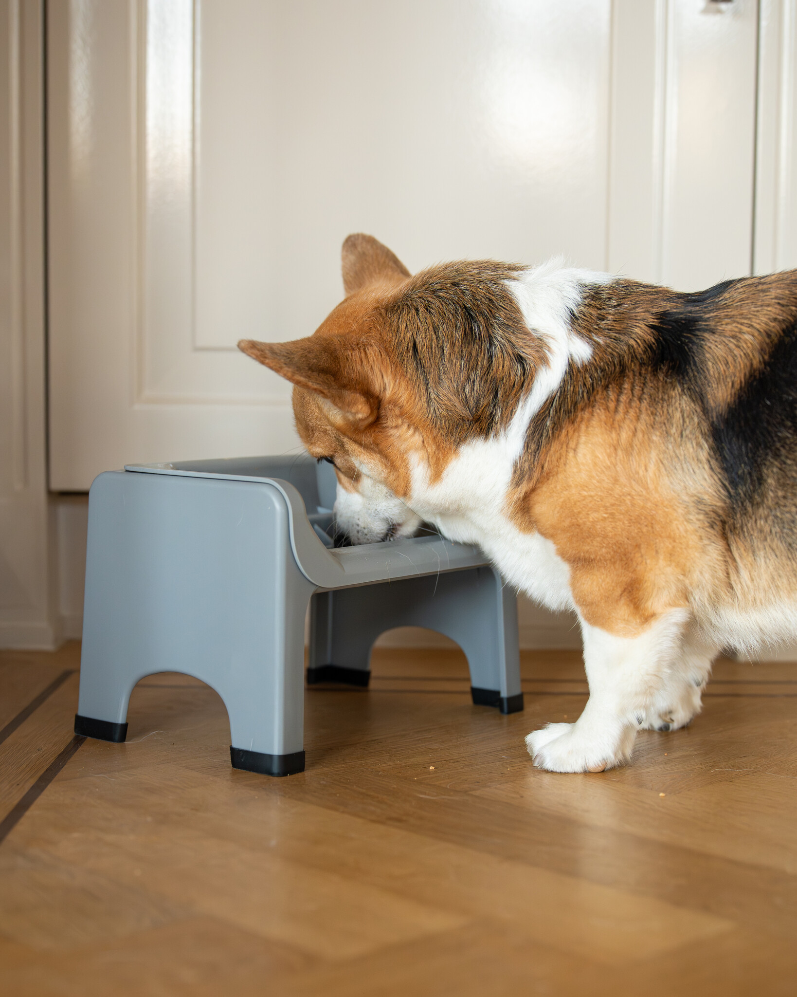 Verhoogde voerbak hond