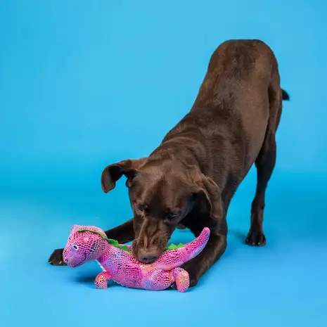 Petshop by Fringe studio Fringe Embrace Your Colors