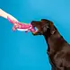 Petshop by Fringe studio Fringe Embrace Your Colors