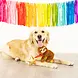 Petshop by Fringe studio Fringe Rainbow high