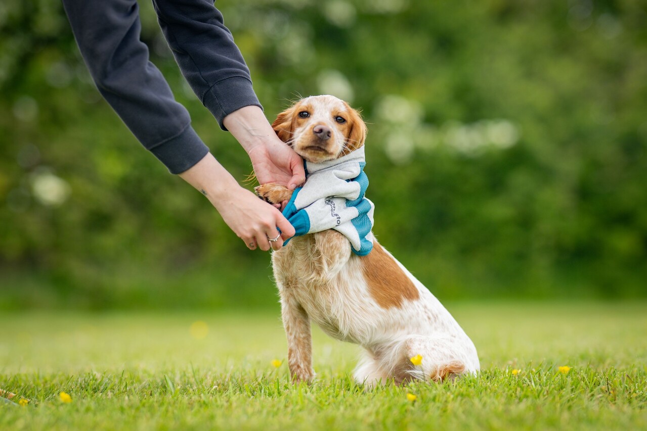 Non Stop Dogwear Non Stop Dogwear Cooling Pull-on