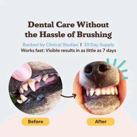 Natural Dog Company Natural Dog Company Dental Powder