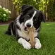 Sodapup Sodapup Nylon Daisy Bone Chew Toy Sodapup Sodapup Nylon Daisy Bone Chew Toy