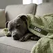 BullyBillows Bullybillows Solid Sage Edition Luxury Human & Dog Blanket BullyBillows Bullybillows Solid Sage Edition Luxury Human & Dog Blanket