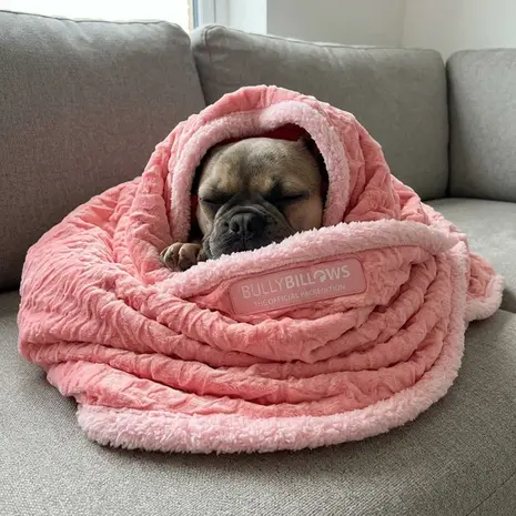 BullyBillows Bullybillows Solid Pink Edition Luxury Human & Dog Blanket BullyBillows Bullybillows Solid Pink Edition Luxury Human & Dog Blanket