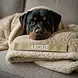 BullyBillows Bullybillows Solid Beige Edition Luxury Human & Dog Blanket BullyBillows Bullybillows Solid Beige Edition Luxury Human & Dog Blanket